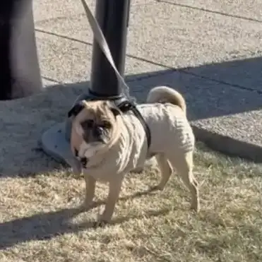 Complete set of dog-walking videos blog head image