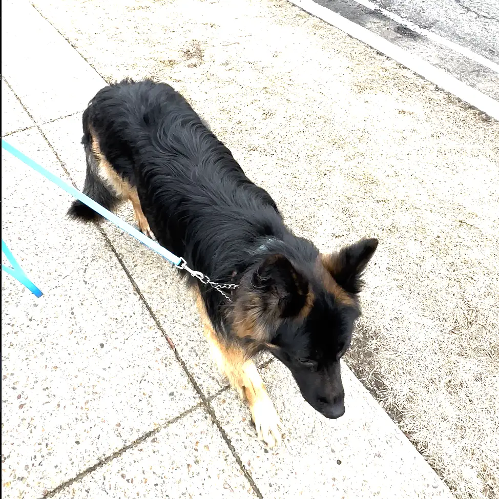 Dr. Camp Dog-Walking 1