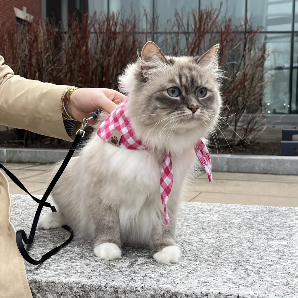 Julia Rumsey cat-walking video photo